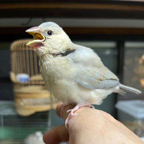 文鳥のヒナ