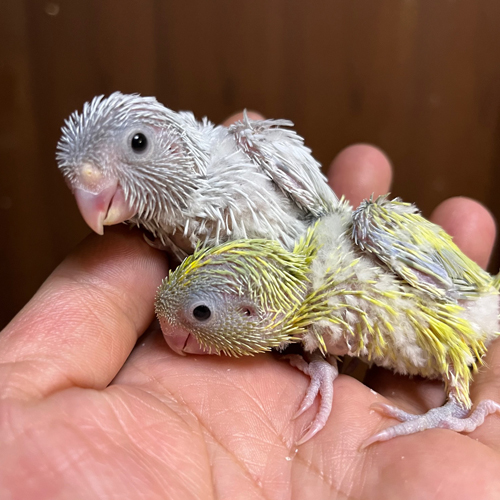 インコのヒナ
