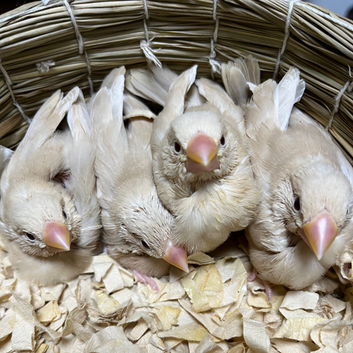 文鳥のヒナ