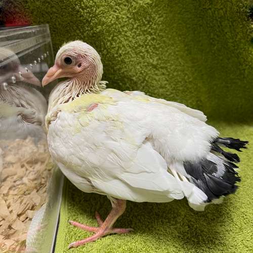 鳩のヒナ