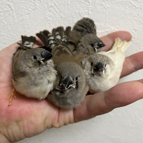 キンカチョウのヒナ