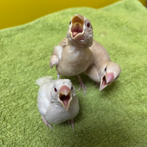 文鳥のヒナ