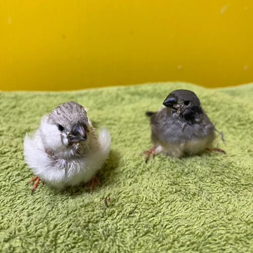 キンカチョウのヒナ