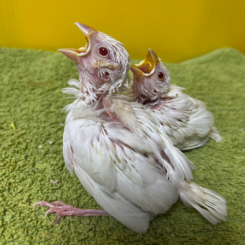 文鳥のヒナ