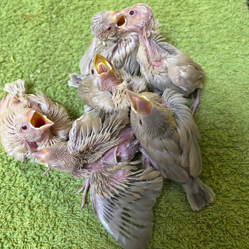 文鳥のヒナ