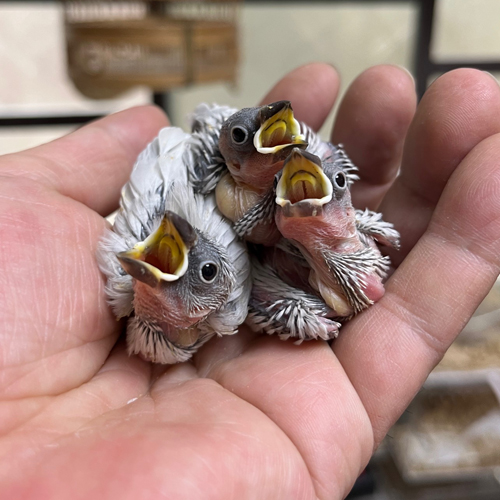 文鳥のヒナ
