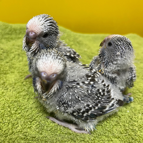 セキセイインコのヒナ