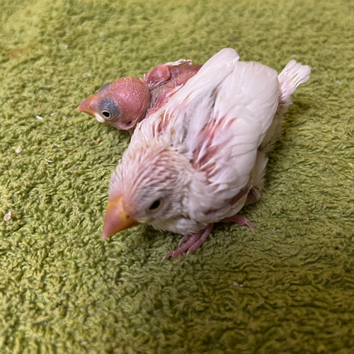 文鳥のヒナ