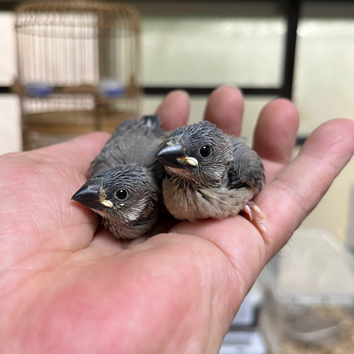 文鳥のヒナ