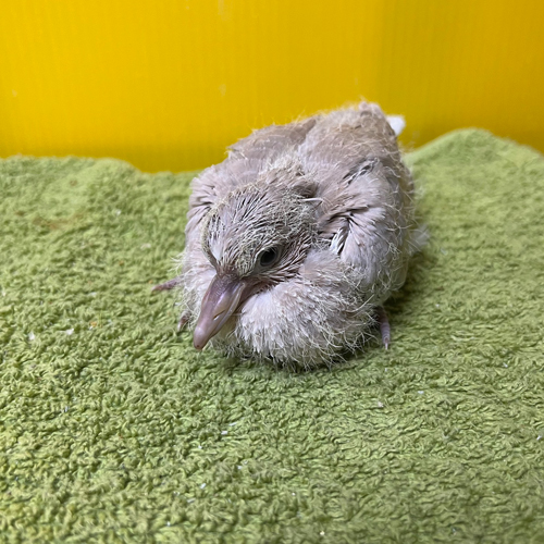 ハトのヒナ