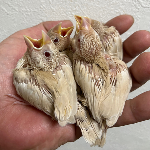 文鳥のヒナ