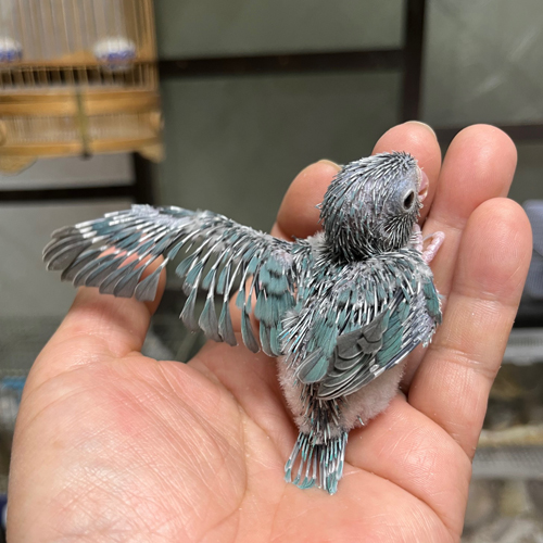 マメルリハのヒナ