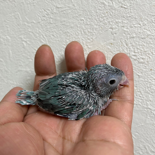 インコのヒナ