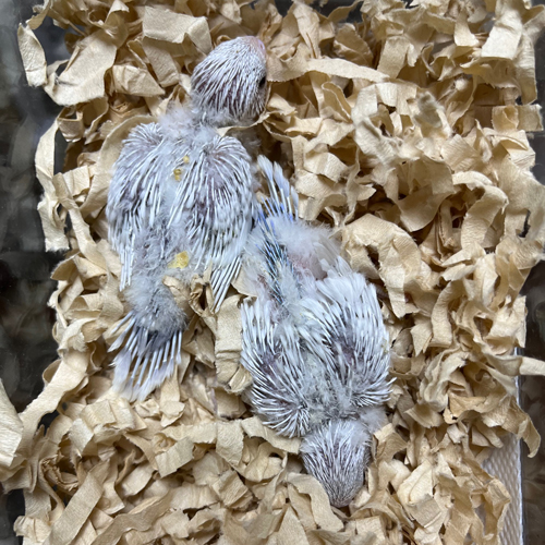 インコのヒナ