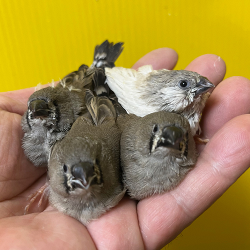 キンカチョウのヒナ