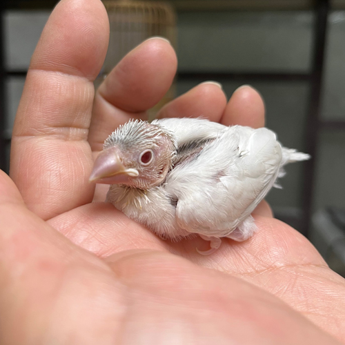 文鳥のヒナ
