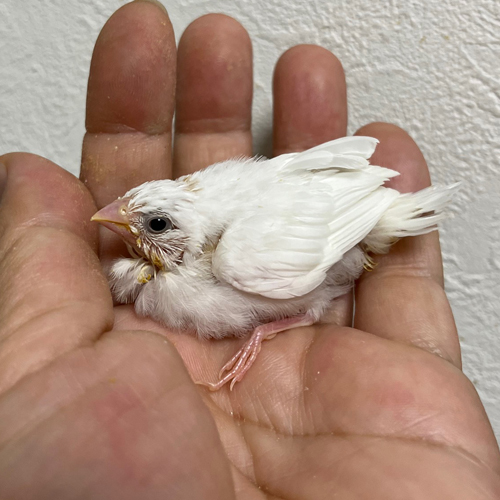 十姉妹のヒナ