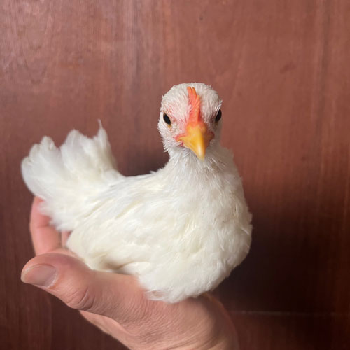 チャボ