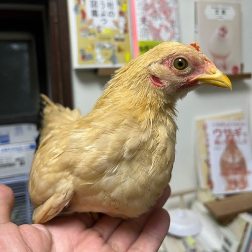 チャボ