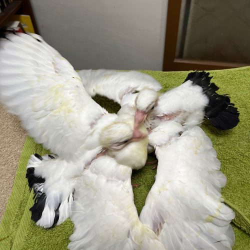 孔雀鳩