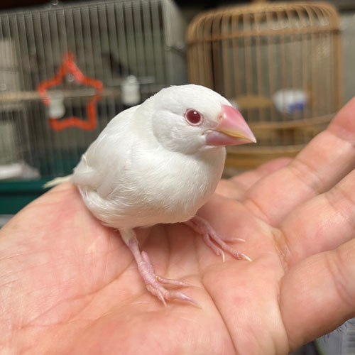文鳥のヒナ