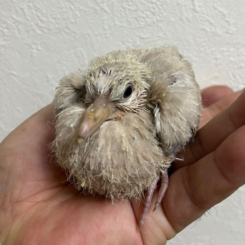 ハトのヒナ