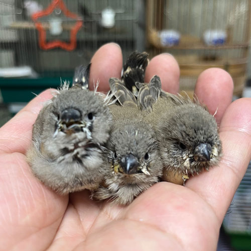 錦花鳥のヒナ