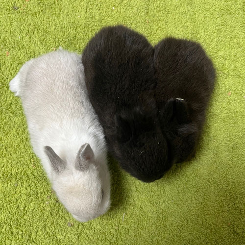 ウサギの赤ちゃん