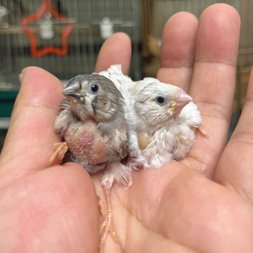 錦花鳥のヒナ