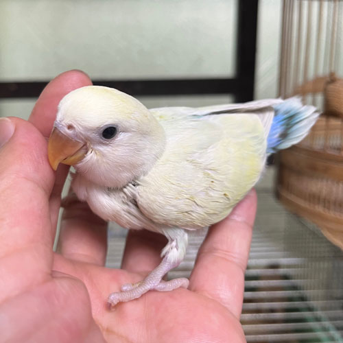 コザクラインコのヒナ