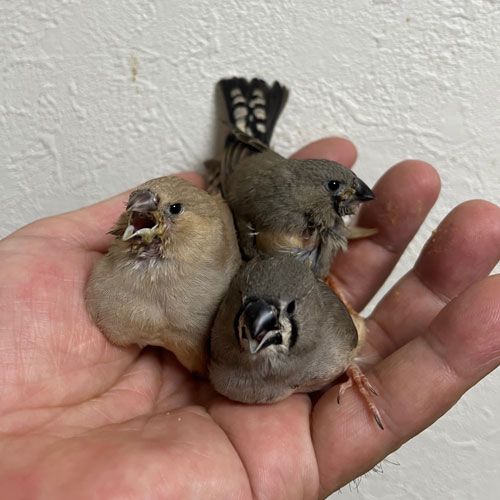 キンカチョウのヒナ