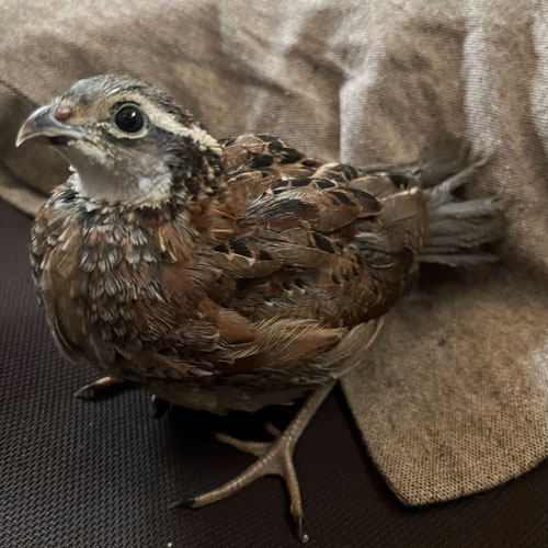 キンカチョウのヒナ