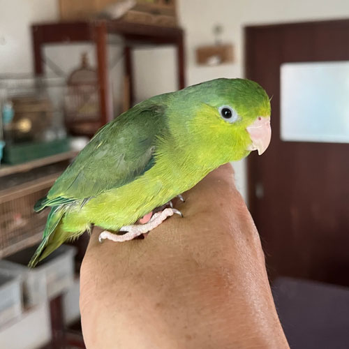 マメルリハ