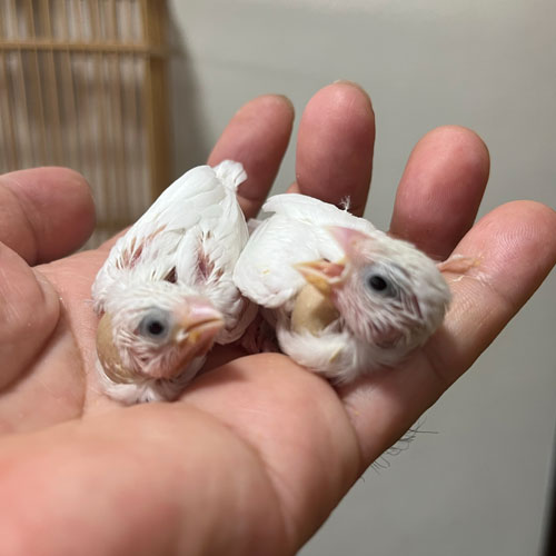 十姉妹のヒナ
