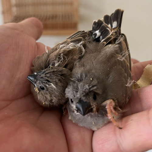 キンカチョウのヒナ