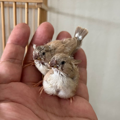 キンカチョウのヒナ