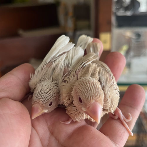 キンカチョウのヒナ