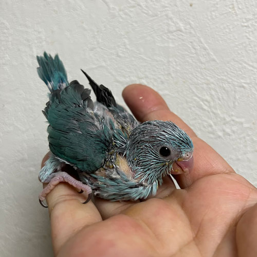 キンカチョウのヒナ