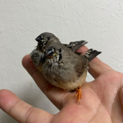 キンカチョウのヒナ