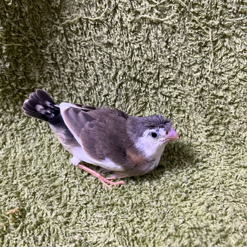 キンカチョウのヒナ