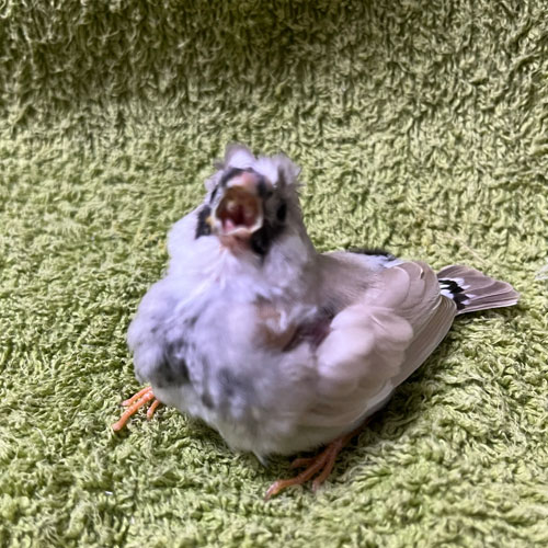 キンカチョウのヒナ