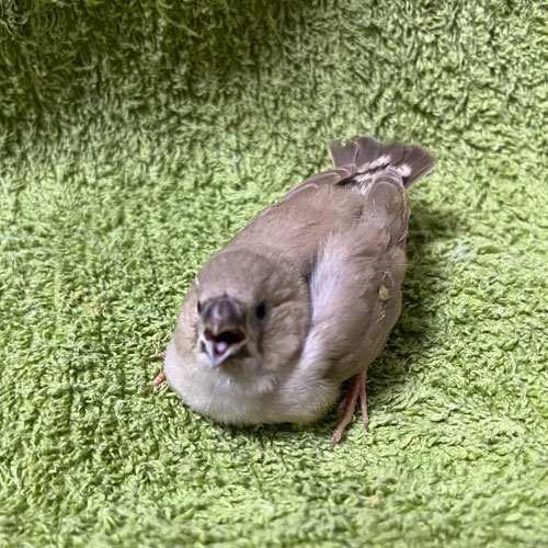 キンカチョウのヒナ