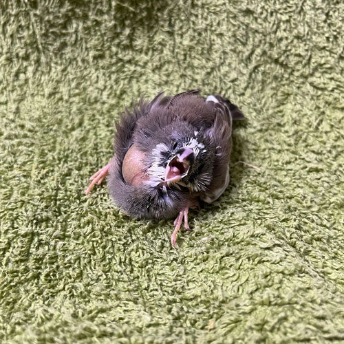 キンカチョウのヒナ