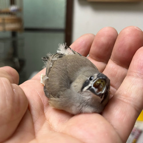 キンカチョウのヒナ