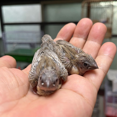 十姉妹のヒナ