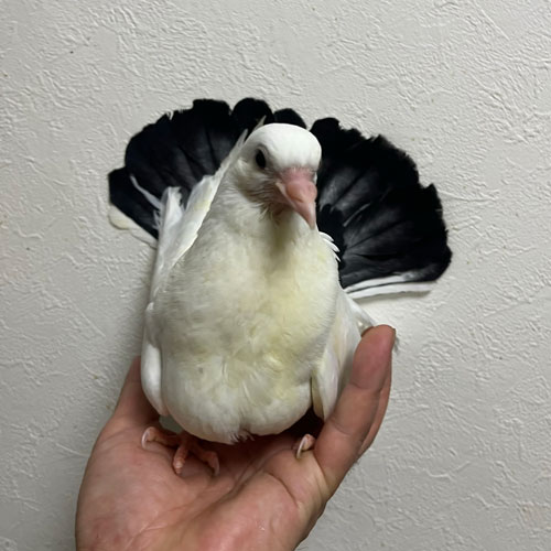 孔雀鳩のヒナ