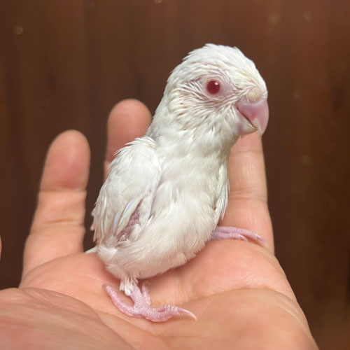 マメルリハのヒナ