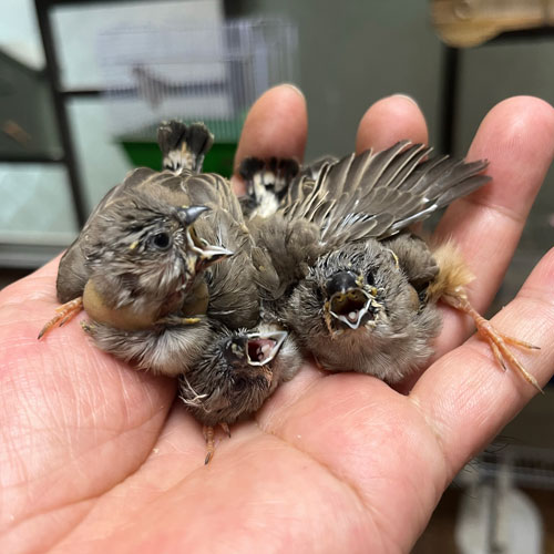 キンカチョウのヒナ