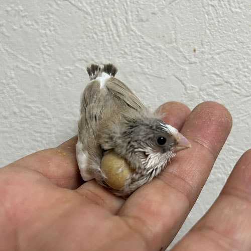 キンカチョウのヒナ