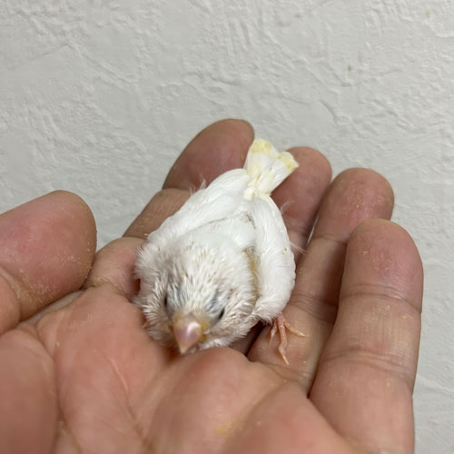 キンカチョウのヒナ